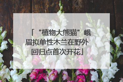 “植物大熊猫”峨眉拟单性木兰在野外回归点首次开花