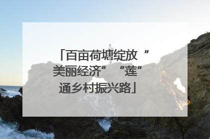 百亩荷塘绽放“美丽经济”“莲”通乡村振兴路