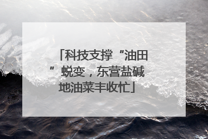 科技支撑“油田”蜕变，东营盐碱地油菜丰收忙