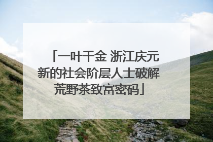 一叶千金 浙江庆元新的社会阶层人士破解荒野茶致富密码