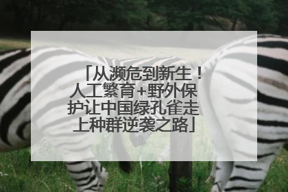 从濒危到新生！人工繁育+野外保护让中国绿孔雀走上种群逆袭之路