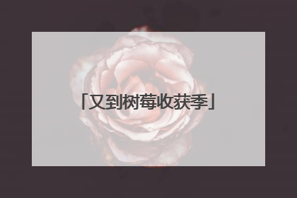 又到树莓收获季