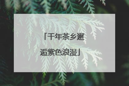 千年茶乡邂逅紫色浪漫