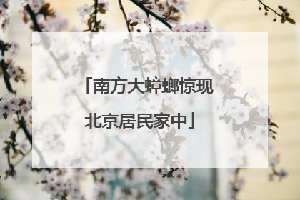 南方大蟑螂惊现北京居民家中