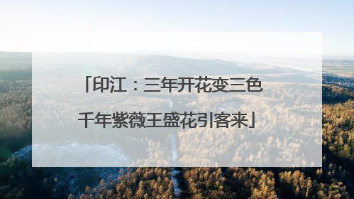 印江：三年开花变三色 千年紫薇王盛花引客来