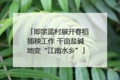 即墨蓝村展开春稻插秧工作 千亩盐碱地变“江南水乡”