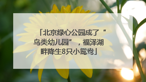 北京绿心公园成了“鸟类幼儿园”，福泽湖畔降生8只小鸳鸯