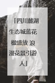 四川麓湖生态城蓝花楹盛放 浪漫花景引游人