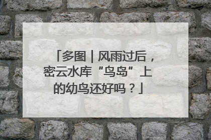 多图｜风雨过后，密云水库“鸟岛”上的幼鸟还好吗？