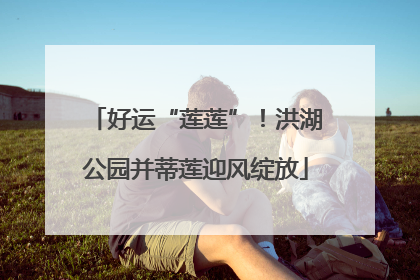 好运“莲莲”！洪湖公园并蒂莲迎风绽放