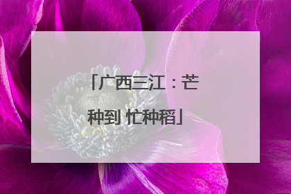 广西三江：芒种到 忙种稻
