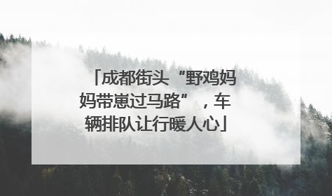 成都街头“野鸡妈妈带崽过马路”，车辆排队让行暖人心