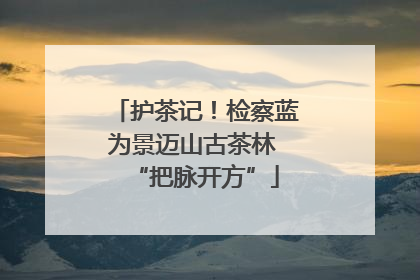 护茶记！检察蓝为景迈山古茶林 “把脉开方”