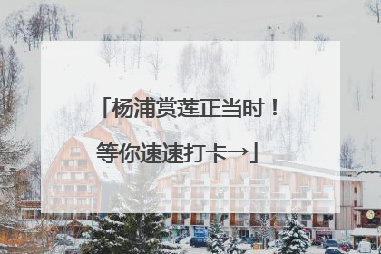 杨浦赏莲正当时！等你速速打卡→