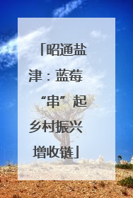 昭通盐津：蓝莓“串”起乡村振兴增收链