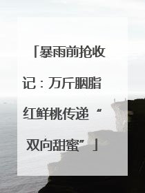 暴雨前抢收记：万斤胭脂红鲜桃传递“双向甜蜜”