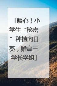 暖心！小学生“秘密”种植向日葵，赠高三学长学姐