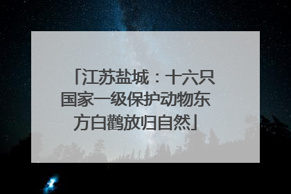 江苏盐城：十六只国家一级保护动物东方白鹳放归自然