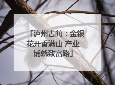 泸州古蔺：金银花开香满山 产业铺就致富路