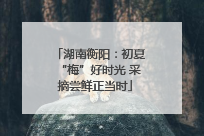 湖南衡阳：初夏“梅”好时光 采摘尝鲜正当时