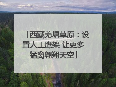 西藏羌塘草原：设置人工鹰架 让更多猛禽翱翔天空