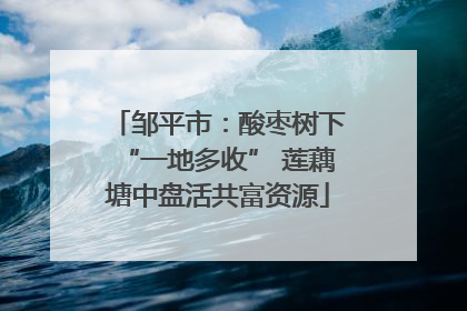 邹平市：酸枣树下“一地多收” 莲藕塘中盘活共富资源