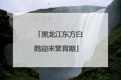 黑龙江东方白鹳迎来繁育期