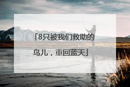 8只被我们救助的鸟儿，重回蓝天
